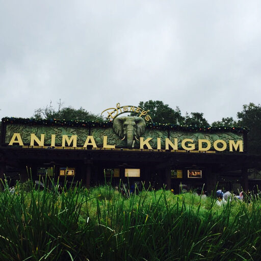 Animal Kingdom. Детские мечты должны сбываться Часть 1