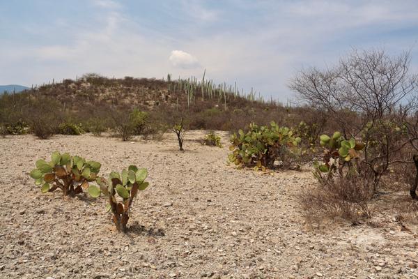 Мексиканские кактусы.