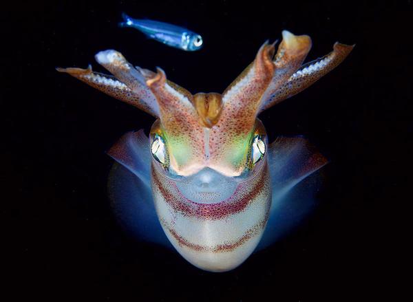 Драгоценности моря Драгоценности моря