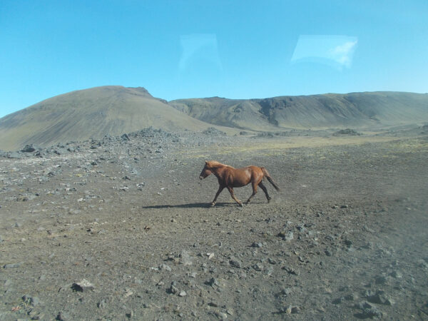 Марсианские лошадки, Исландия — долина Ландманналаугар Марсианские лошадки, Исландия — долина Ландманналаугар