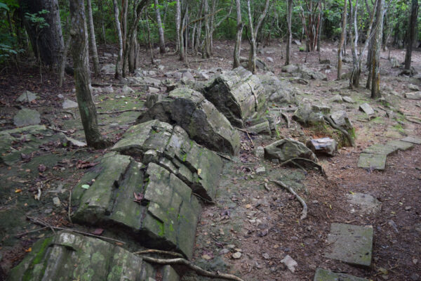 Окаменелый лес Пуянго. Эквадор