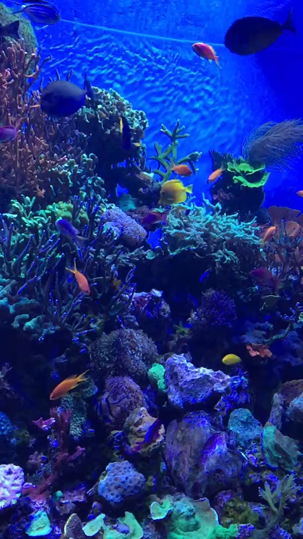 Sea World. Dreams come true. Part 4.