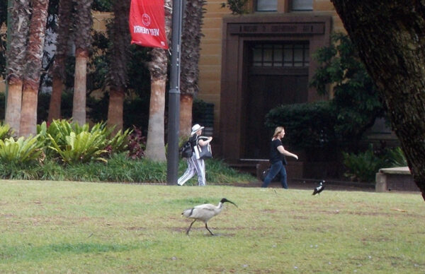 Дождливый Сидней