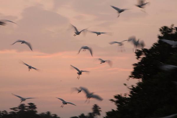 Мангры и их обитатели Мангры и их обитатели