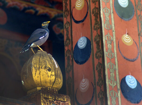 Королевство абсолютного счастья&nbsp;&mdash; Бутан