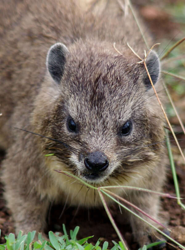 Африка&nbsp;&mdash; любовь моя. Животный мир Танзании.