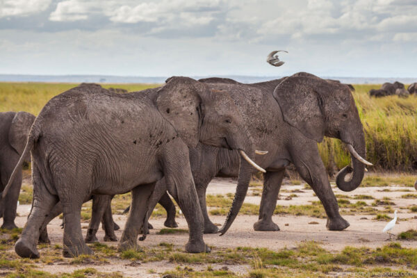 Под крышей Африки. Амбосели