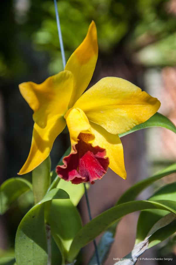 Едем в&nbsp;Тай, орхидеи вай-вай-вай