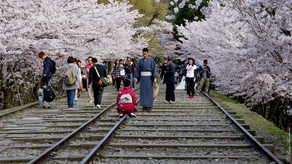 Прогулки по&nbsp;Киото: Где найти сакуру
