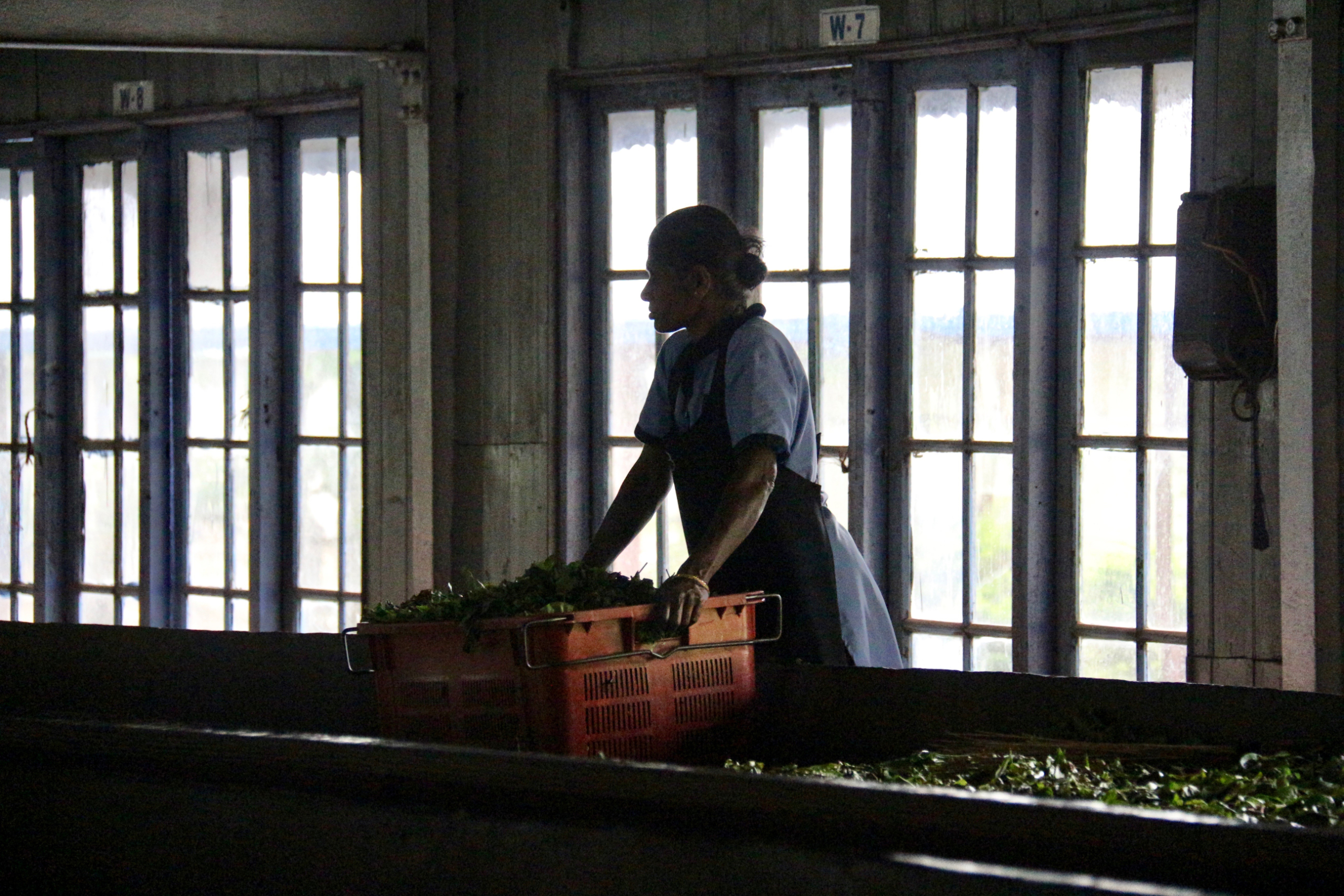 Blue Field Tea Factory.